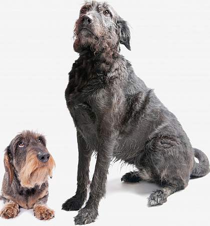 Photo of two dogs Photo of two dogs