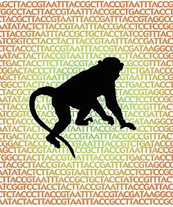 Silhouette of rhesus macaque on a background of the letters A, C, T, and G, which represent the chemical components of the genome Silhouette of rhesus macaque on a background of the letters A, C, T, and G, which represent the chemical components of the genome