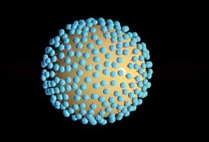 Yellow sphere with small blunt blue spikes spread around its surface Yellow sphere with small blunt blue spikes spread around its surface