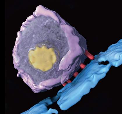 Five red rods connect a spherical magenta virus with a yellow core to a blue surface Five red rods connect a spherical magenta virus with a yellow core to a blue surface