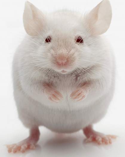 Photo of a white mouse Photo of a white mouse