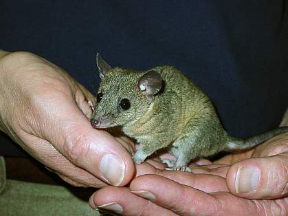 Small opossum cupped in two hands Small opossum cupped in two hands