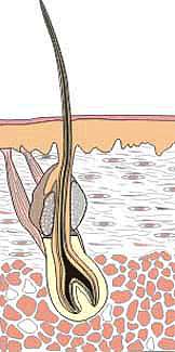 A single hair with its base in a bulbous follicle sticks up and out of the skin surface A single hair with its base in a bulbous follicle sticks up and out of the skin surface