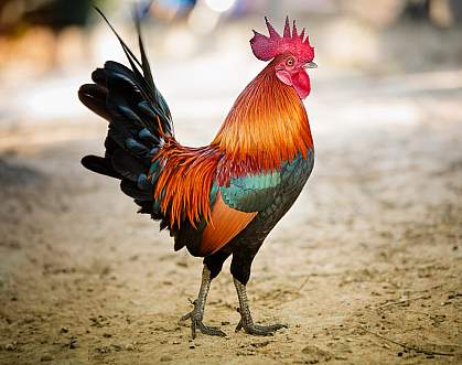 Photo of a red rooster Photo of a red rooster