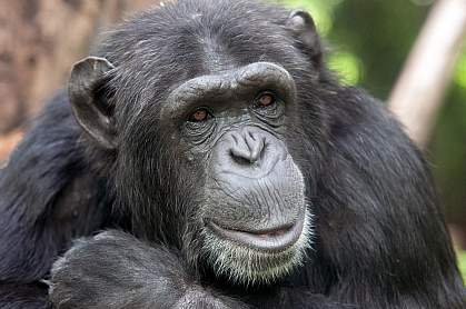 A chimpanzee A chimpanzee