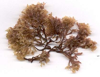 A branched stalk of Irish moss, a type of seaweed A branched stalk of Irish moss, a type of seaweed