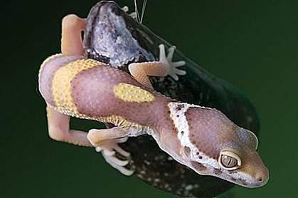 Photo of a gecko on a mussel