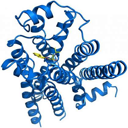 Three-dimensional model of protein Three-dimensional model of protein