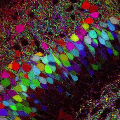 A cluster of multicolored teardrop-shaped cells A cluster of multicolored teardrop-shaped cells