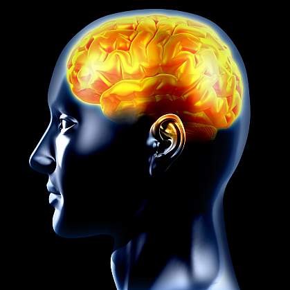 illustration of the brain illustration of the brain