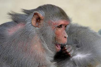 a photo of a rhesus macaque searching for pests on a mate a photo of a rhesus macaque searching for pests on a mate