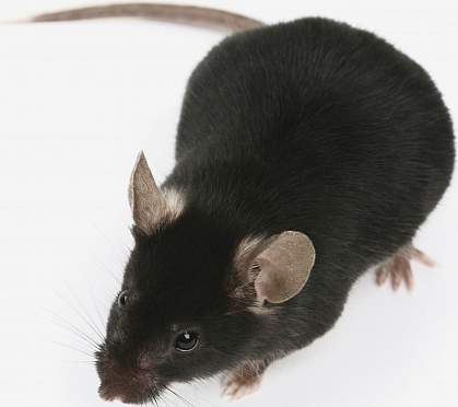 a photo of a mouse a photo of a mouse