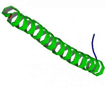 Drawing of a coiled ribbon structure.