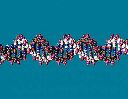 Molecular model showing short piece of a DNA double helix