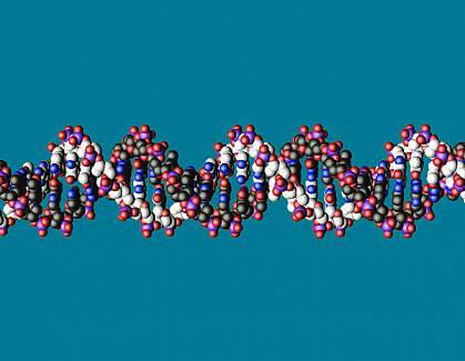 Molecular model showing short piece of a DNA double helix Molecular model showing short piece of a DNA double helix