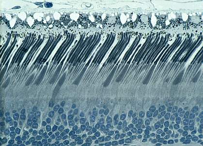 Rod and cone cells Rod and cone cells.