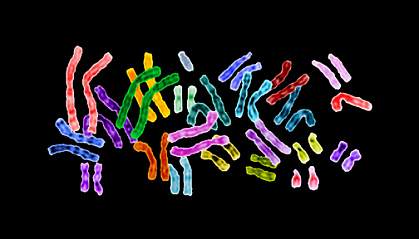 Image of brightly colored chromosomal pairs Image of brightly colored chromosomal pairs