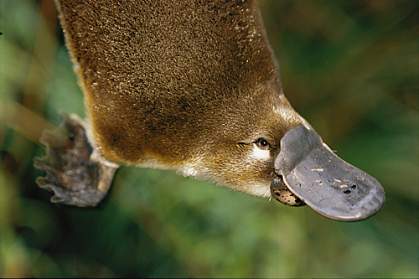 Photo of a platypus Photo of a platypus