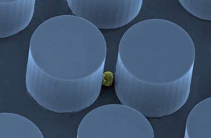 Microscopic image of a small cell in between 2 posts Microscopic image of a small cell in between 2 posts