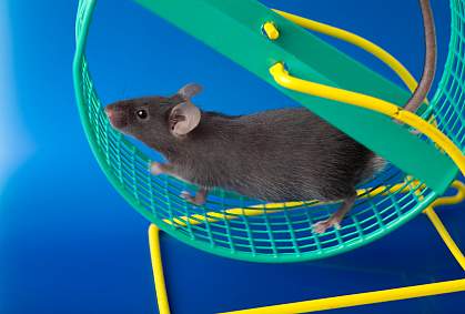 Photo of a mouse running on a wheel Photo of a mouse running on a wheel