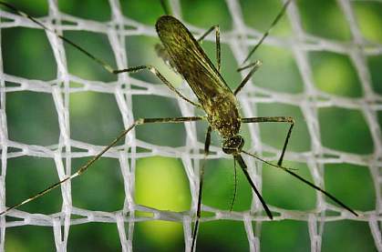 Photo of a mosquito Photo of a mosquito