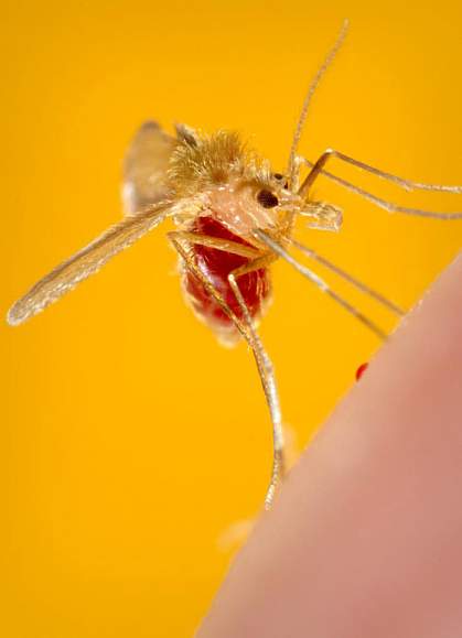 Photo of a sandfly Photo of a sandfly
