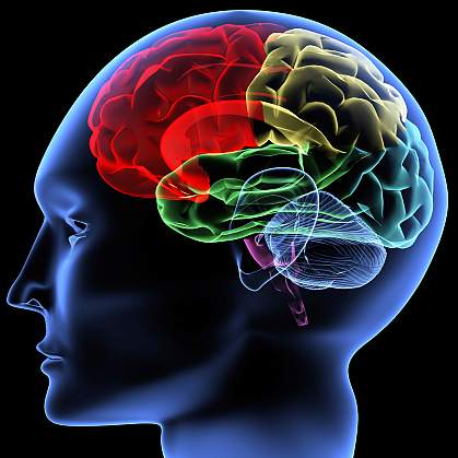 A colorful illustration of the brain A colorful illustration of the brain