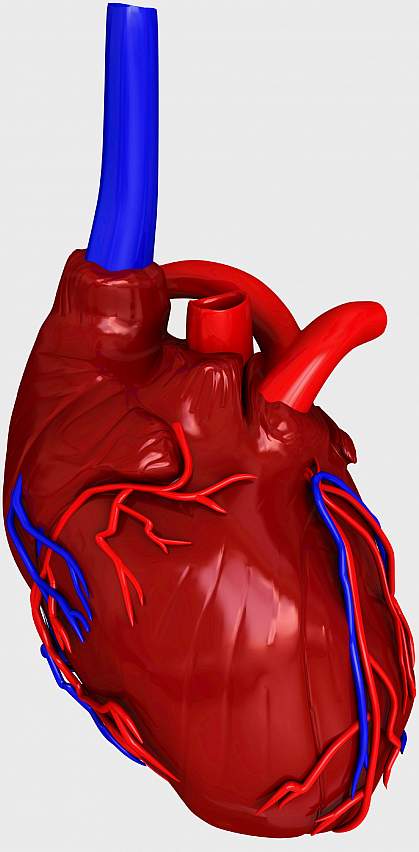 Illustration of a heart showing a grey damaged area Illustration of a heart showing a grey damaged area