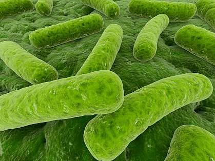 Scanning electron micrograph of microbes that may be found in the gut Scanning electron micrograph of microbes that may be found in the gut