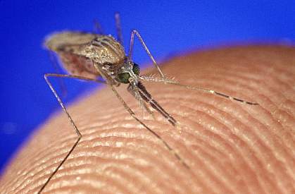 Close-up photo of mosquito on human skin Close-up photo of mosquito on human skin
