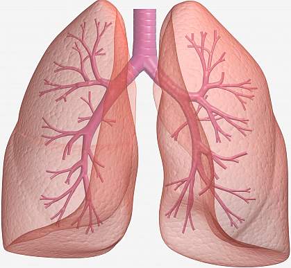 Illustration of human lungs Illustration of human lungs