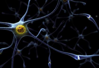 Illustration of a neuron Illustration of a neuron