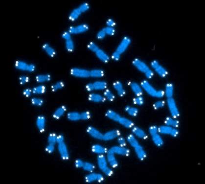 Blue chromosomes with white pinpoints at ends Blue chromosomes with white pinpoints at ends.