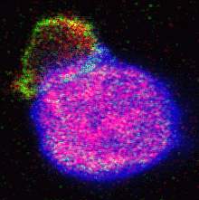 Photo of green cell attached to a larger blue cell Photo of green cell attached to a larger blue cell