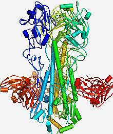 Structural drawing showing a protein stalk with red and orange blobs on either side