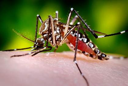 Close-up photo of a mosquito Close-up photo of a mosquito
