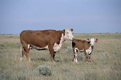 Photo of cattle in a field