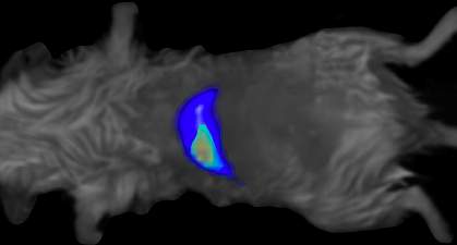 Image of mouse torso with glowing blue patch indicating the liver Image of mouse torso with glowing blue patch indicating the liver