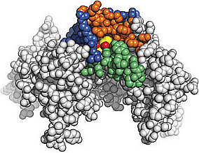 Illustation of an alcohol molecule bound to a protein Illustation of an alcohol molecule bound to a protein