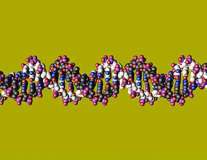 Molecular model of DNA