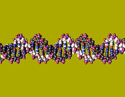 Molecular model of DNA Molecular model of DNA