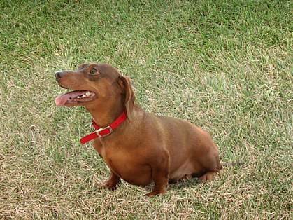 Photo of a dachshund Photo of a dachshund