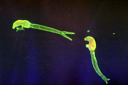 Image of long, glowing flatworms Image of long, glowing flatworms