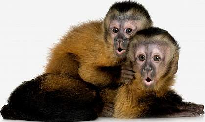 Photo of two capuchin monkeys Photo of two capuchin monkeys