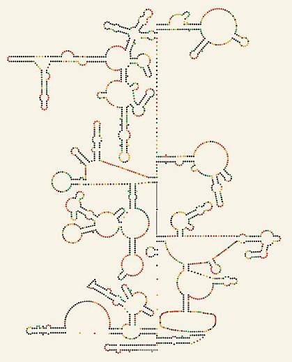 Section of the HIV-1 RNA genome's secondary structure Section of the HIV-1 RNA genome's secondary structure