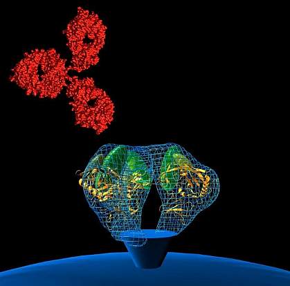 Illustration of an antibody binding to HIV Illustration of an antibody binding to HIV