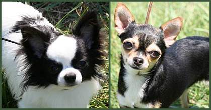 Photos of long-haired and short-haired Chihuahuas Photos of long-haired and short-haired Chihuahuas