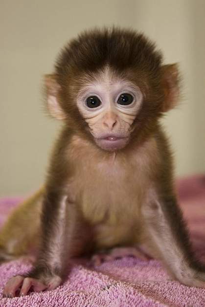 Photo of a baby monkey Photo of a baby monkey