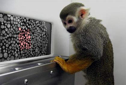 Monkey ponders computer screen with cluster of red dots among gray ones Monkey ponders computer screen with cluster of red dots among gray ones