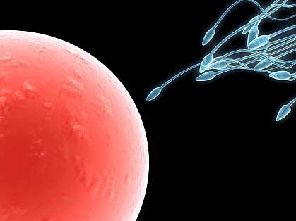 an illustration of sperm racing toward an egg an illustration of sperm racing toward an egg